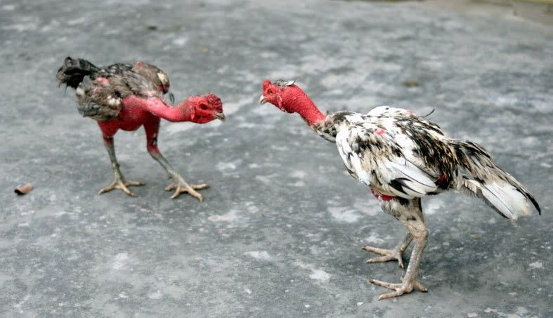 Tầm quan trọng của việc bảo dưỡng gà chọi