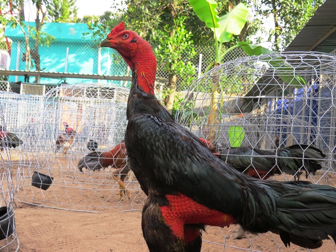 Cho gà tắm nắng thư giãn