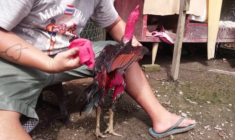 Kiểm tra gà chiến sau khi thi đấu về