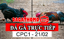 Full Clip Đá Gà Trực Tiếp Thomo Campuchia Ngày 21/02/2024