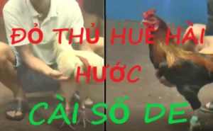 Cuộc Đối Đầu Hài Hước: Trận Gà Đỏ Lùi Thủ Huề Ngày 08/02/2024