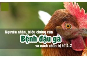 bệnh đậu gà