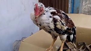 bệnh tiêu hóa ở gà chọi