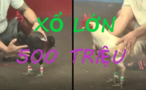 Cuộc đọ sức giữa A Tý và A Tửng: Gà xổ 500 triệu ngày 15/02/2024