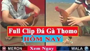 Xem Đá Gà Thomo Trực Tiếp Campuchia Hôm Nay Mới Nhất