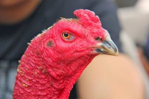 Nhận diện đặc điểm của gà đá hay qua hình dáng mắt