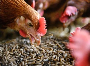 Dinh dưỡng cho gà đá