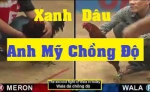 Anh Mỹ Bến Tre 217: Sự hy vọng trong màu xanh của Mồng Dâu Chồng Độ