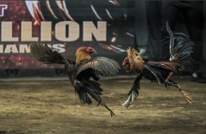 Giải mã sức hút của gà đá cựa sắt