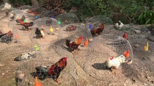 Nuôi gà chọi khỏe, cứng cáp bằng cách tắm nắng