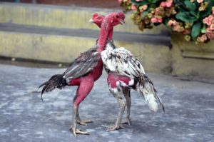 phòng tránh bệnh cho gà đá