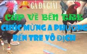 Kết quả trận đấu gà nhà vô địch ngày 24/02/2023 và những điểm nhấn