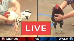 Đá Gà Thomo Trực Tiếp Campuchia Mới Nhất Hôm Nay Có BLV