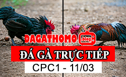 Full Clip Đá Gà Trực Tiếp Thomo Bồ Gà CPC1 Ngày 11/03/2024