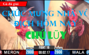 Tổng Kết Các Trận Gà Đá Vô Địch Ngày 17/03/2024