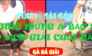 THÔNG TIN VỀ CÁC TRẬN GÀ NHÀ VÔ ĐỊCH NGÀY 12/03/2024